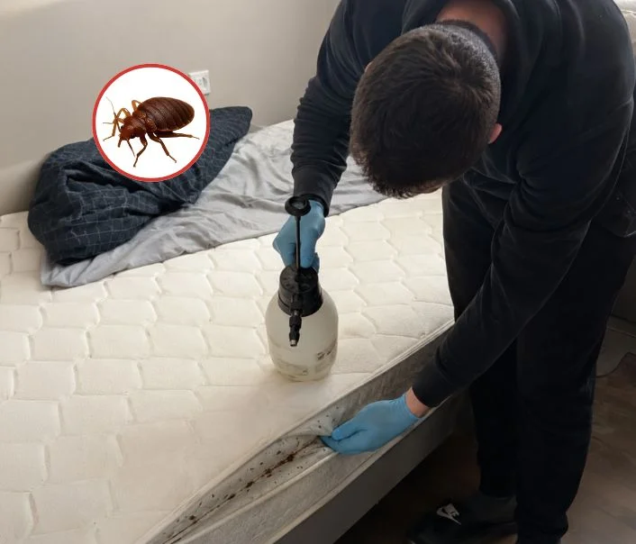 Technicien traitant un matelas contre les punaises de lit à Thiverval-Grignon